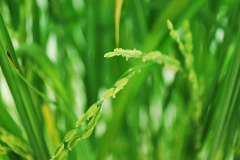 Fighting Deadly Disease, With Grains of Rice